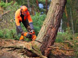 Best Seasonal Cleanup (Spring/Fall)  in Ridge Wood Heights, FL